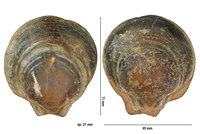 Etolium corneolum